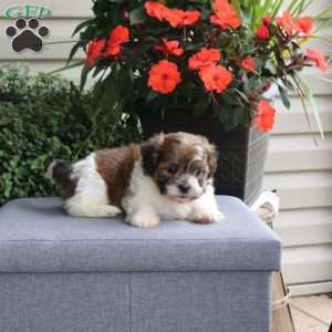 Faye, Teddy Bear Puppy