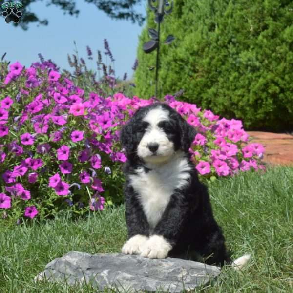Feather, Bernedoodle Puppy