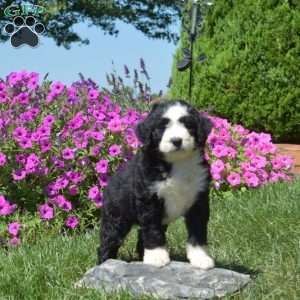 Feather, Bernedoodle Puppy