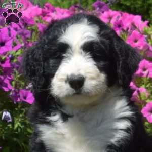 Feather, Bernedoodle Puppy