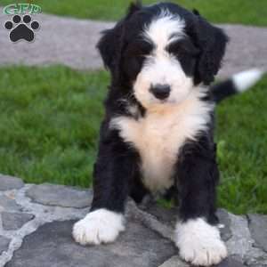 Feather, Bernedoodle Puppy