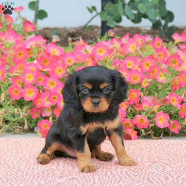 Felix, Cavalier King Charles Spaniel Puppy