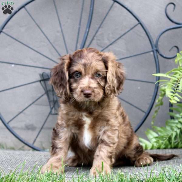 Felix, Cockapoo Puppy