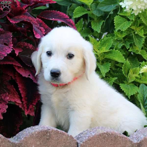 Felix, English Cream Golden Retriever Puppy