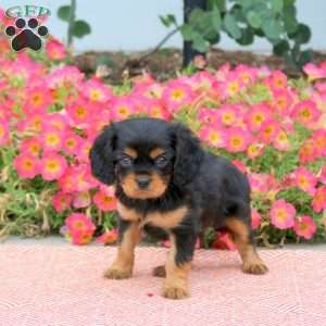 Felix, Cavalier King Charles Spaniel Puppy