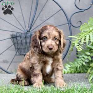 Felix, Cockapoo Puppy