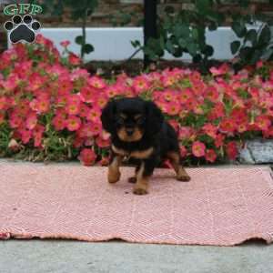 Felix, Cavalier King Charles Spaniel Puppy
