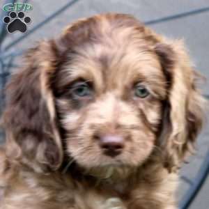 Felix, Cockapoo Puppy