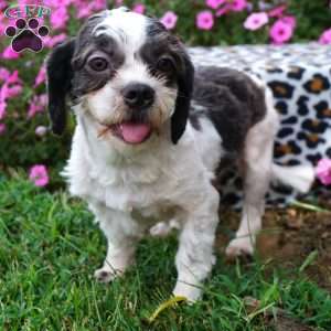 Felix, Shih Tzu Puppy