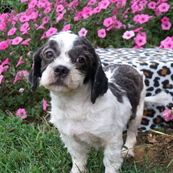 Felix, Shih Tzu Puppy