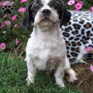 Felix, Shih Tzu Puppy