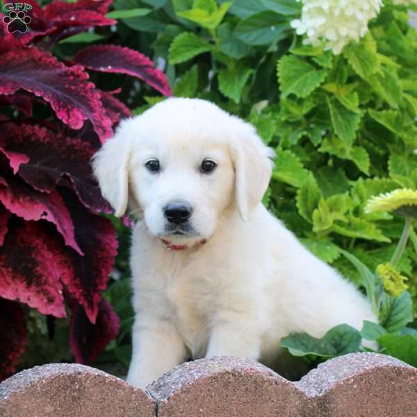 Ferd, English Cream Golden Retriever Puppy