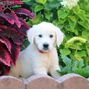 Ferd, English Cream Golden Retriever Puppy