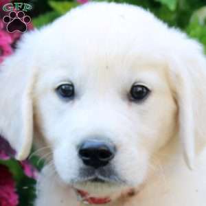 Ferd, English Cream Golden Retriever Puppy