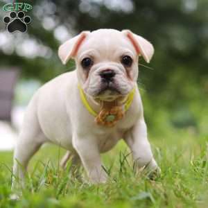 Fern, French Bulldog Puppy