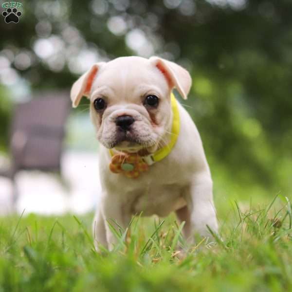 Fern, French Bulldog Puppy