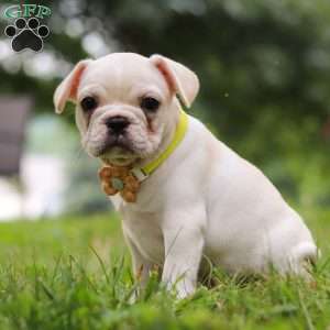 Fern, French Bulldog Puppy