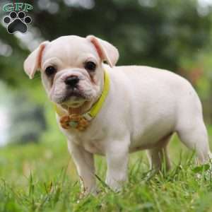 Fern, French Bulldog Puppy