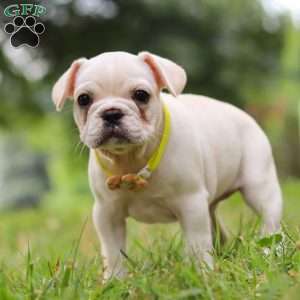 Fern, French Bulldog Puppy