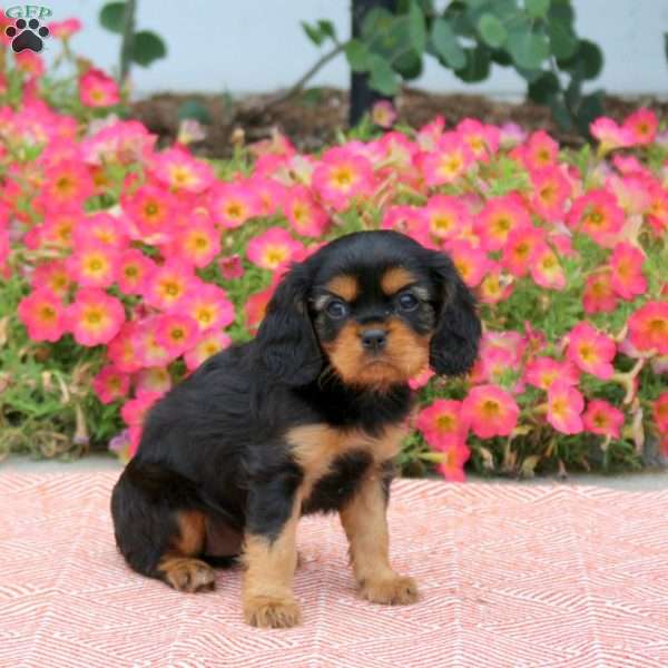 Fern, Cavalier King Charles Spaniel Puppy