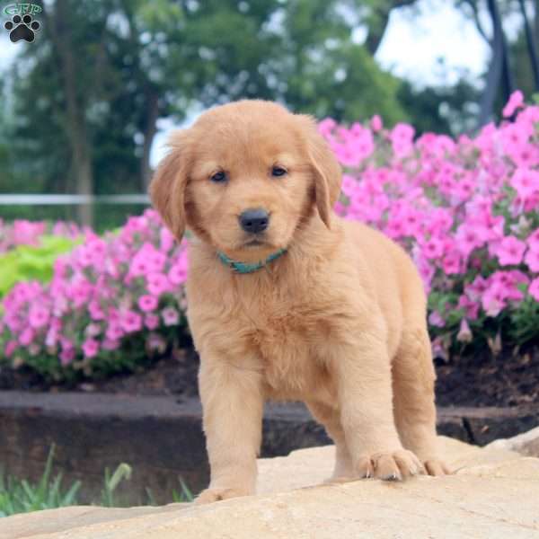 Fern, Golden Retriever Puppy