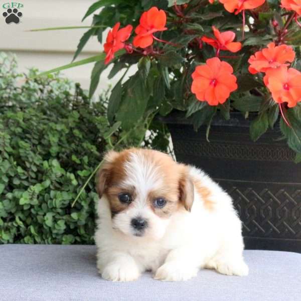 Fern, Teddy Bear Puppy