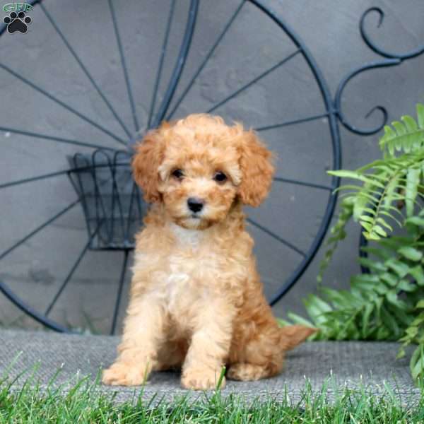 Fern, Cockapoo Puppy