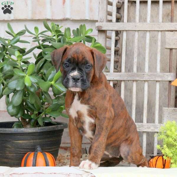 Fern, Boxer Puppy