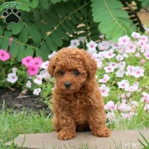 Fern, Toy Poodle Puppy