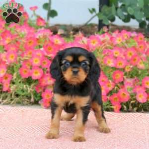 Fern, Cavalier King Charles Spaniel Puppy