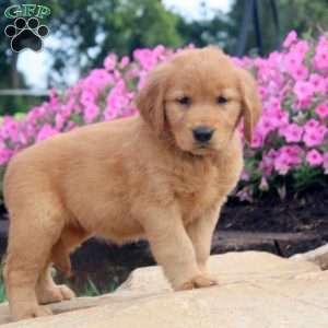 Fern, Golden Retriever Puppy
