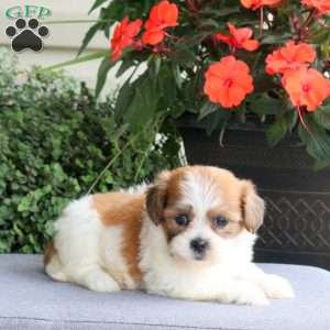 Fern, Teddy Bear Puppy
