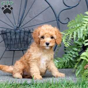 Fern, Cockapoo Puppy