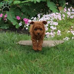 Fern, Toy Poodle Puppy
