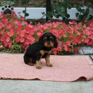 Fern, Cavalier King Charles Spaniel Puppy