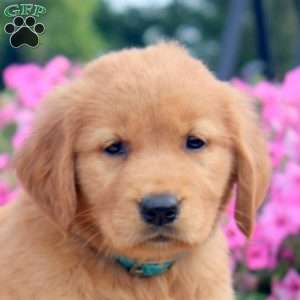 Fern, Golden Retriever Puppy