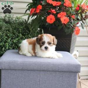 Fern, Teddy Bear Puppy