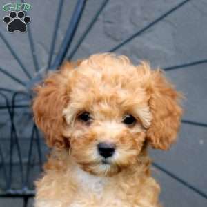 Fern, Cockapoo Puppy