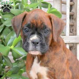 Fern, Boxer Puppy