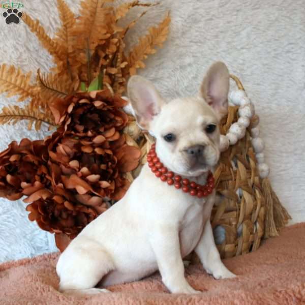 Fern, French Bulldog Puppy
