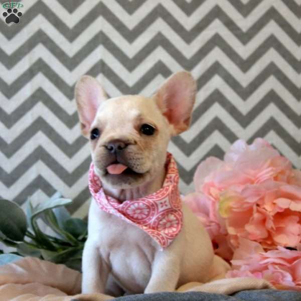Fern, French Bulldog Puppy