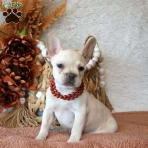 Fern, French Bulldog Puppy