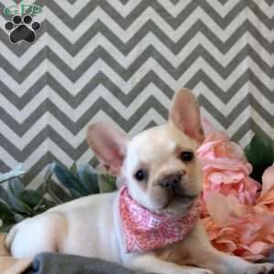 Fern, French Bulldog Puppy