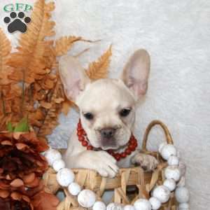 Fern, French Bulldog Puppy
