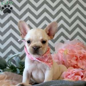 Fern, French Bulldog Puppy