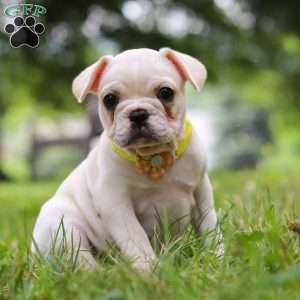 Fern, French Bulldog Puppy