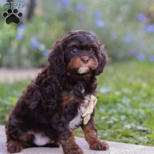 Finn, Cavapoo Puppy