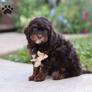 Finn, Cavapoo Puppy