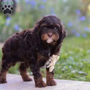 Finn, Cavapoo Puppy