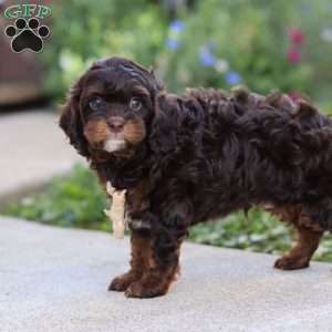 Finn, Cavapoo Puppy